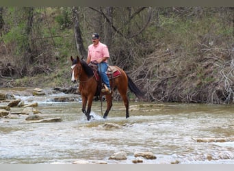 Mustang, Hongre, 9 Ans, 152 cm, Bai cerise