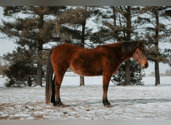 Mustang, Jument, 10 Ans, 150 cm, Bai cerise