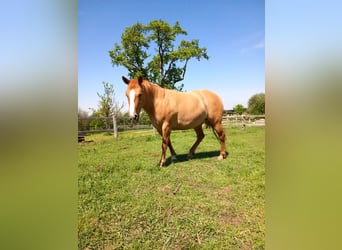 Mustang, Jument, 10 Ans, Alezan dun