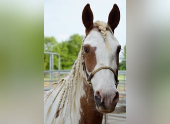 Mustang, Jument, 13 Ans, 147 cm, Tovero-toutes couleurs