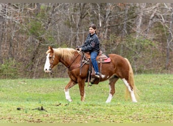 Mustang, Jument, 14 Ans, Alezan brûlé
