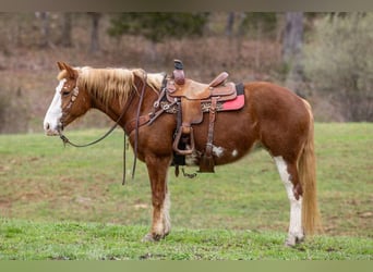 Mustang, Jument, 14 Ans, Alezan brûlé