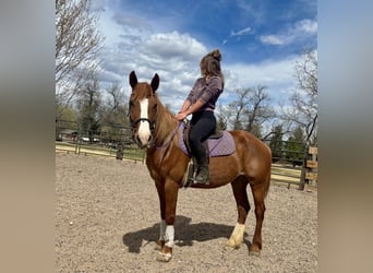 Mustang, Jument, 15 Ans, 150 cm, Alezan cuivré