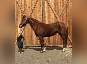 Mustang, Jument, 15 Ans, 150 cm, Alezan cuivré