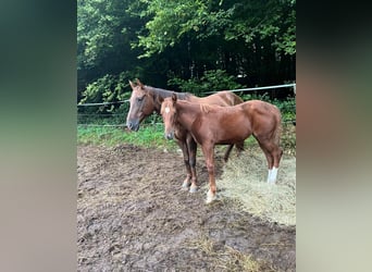 Mustang Croisé, Jument, 1 Année, 153 cm, Alezan