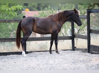 Mustang Croisé, Jument, 3 Ans, 145 cm, Alezan brûlé