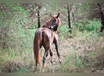 Mustang Croisé, Jument, 3 Ans, 145 cm, Alezan brûlé