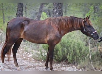 Mustang Croisé, Jument, 3 Ans, 145 cm, Alezan brûlé