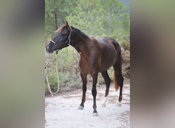 Mustang Croisé, Jument, 3 Ans, 145 cm, Alezan brûlé