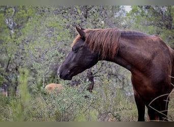 Mustang Croisé, Jument, 3 Ans, 145 cm, Alezan brûlé