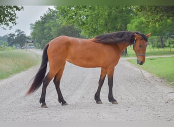 Mustang, Jument, 4 Ans, 144 cm, Bai