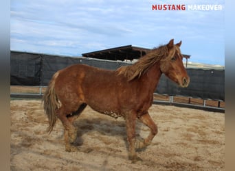 Mustang, Jument, 4 Ans, 147 cm, Alezan