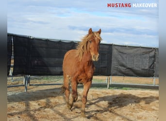 Mustang, Jument, 4 Ans, 147 cm, Alezan