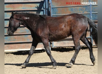 Mustang, Jument, 4 Ans, 147 cm, Bai