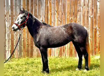 Mustang, Jument, 5 Ans, 136 cm, Gris noir