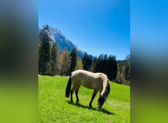 Mustang, Jument, 5 Ans, 150 cm, Buckskin