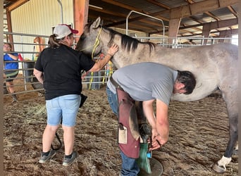 Mustang, Jument, 6 Ans, 140 cm, Grullo