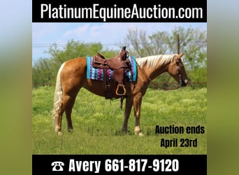 Mustang, Jument, 6 Ans, 147 cm, Palomino