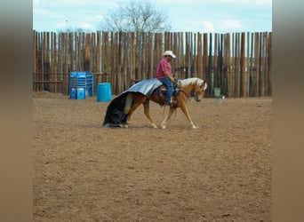 Mustang, Jument, 6 Ans, 147 cm, Palomino