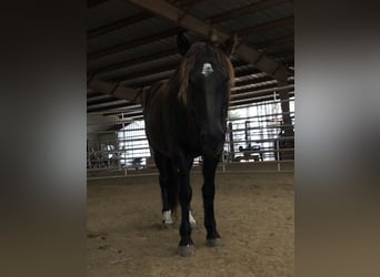 Mustang, Jument, 6 Ans, 148 cm, Noir