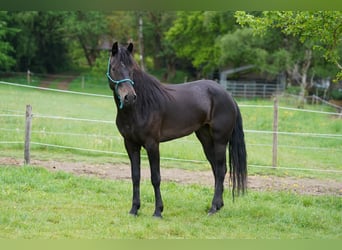 Mustang, Jument, 6 Ans, 153 cm, Bai brun