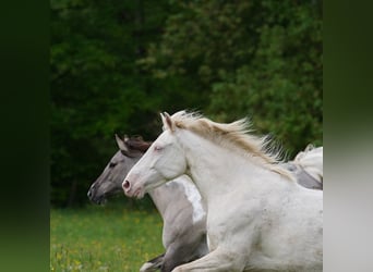 Mustang, Jument, 6 Ans, 153 cm, Cremello