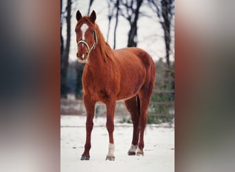 Mustang, Jument, 7 Ans, 154 cm, Alezan
