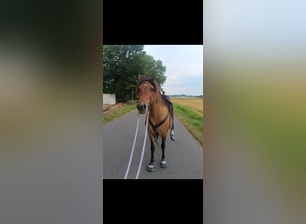 Mustang Croisé, Jument, 9 Ans, 138 cm, Isabelle