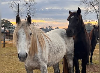 Mustang, Jument, 9 Ans, 146 cm, Gris pommelé