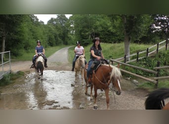 Mustang, Jument, 9 Ans, 155 cm, Palomino
