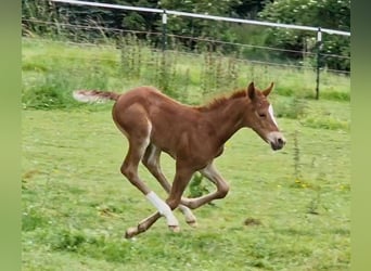 Mustang, Jument, Poulain (06/2024), 150 cm, Alezan