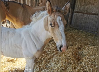 Mustang Croisé, Jument, Poulain (05/2023), Palomino