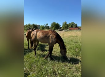 Mustang (kanadisch), Hengst, 1 Jahr, 150 cm, Buckskin