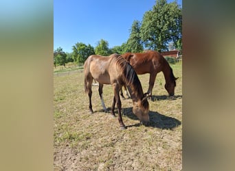 Mustang (kanadisch), Hengst, 1 Jahr, 150 cm, Buckskin