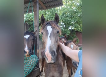 Mustang (kanadisch), Hengst, 1 Jahr, 150 cm, Buckskin