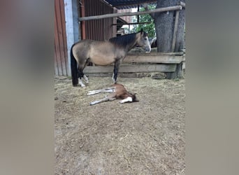 Mustang (kanadisch), Hengst, 1 Jahr, 150 cm, Buckskin