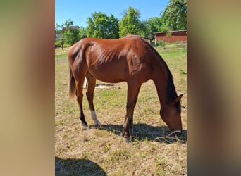 Mustang (kanadisch), Hengst, 1 Jahr, 154 cm, Brauner