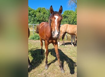 Mustang (kanadisch), Hengst, 1 Jahr, 154 cm, Brauner