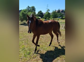 Mustang (kanadisch), Hengst, 1 Jahr, 154 cm, Brauner