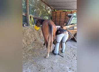 Mustang (kanadisch), Hengst, 1 Jahr, 154 cm, Brauner
