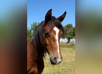 Mustang (kanadisch), Hengst, 1 Jahr, 154 cm, Brauner