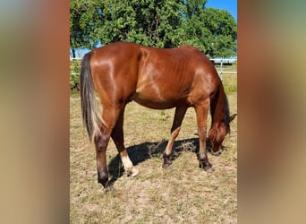 Mustang (kanadisch), Hengst, 1 Jahr, 154 cm, Brauner