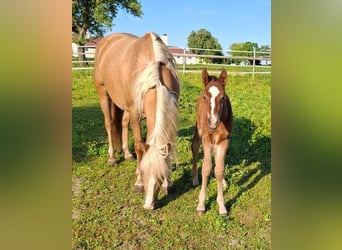 Mustang (kanadisch), Hengst, 1 Jahr, 154 cm, Brauner