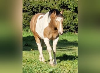 Mustang (kanadisch), Hengst, 3 Jahre, 154 cm, Schecke