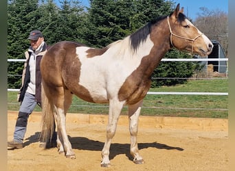 Mustang (kanadisch), Hengst, 3 Jahre, 154 cm, Schecke