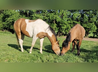 Mustang (kanadisch), Hengst, 3 Jahre, 154 cm, Schecke