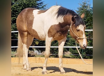 Mustang (kanadisch), Hengst, 3 Jahre, 154 cm, Schecke