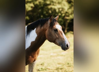 Mustang (kanadisch), Hengst, 3 Jahre, 154 cm, Schecke