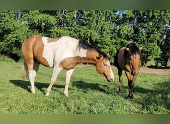 Mustang (kanadisch), Hengst, 3 Jahre, 154 cm, Schecke