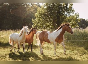 Mustang (kanadisch), Hengst, 3 Jahre, 154 cm, Schecke